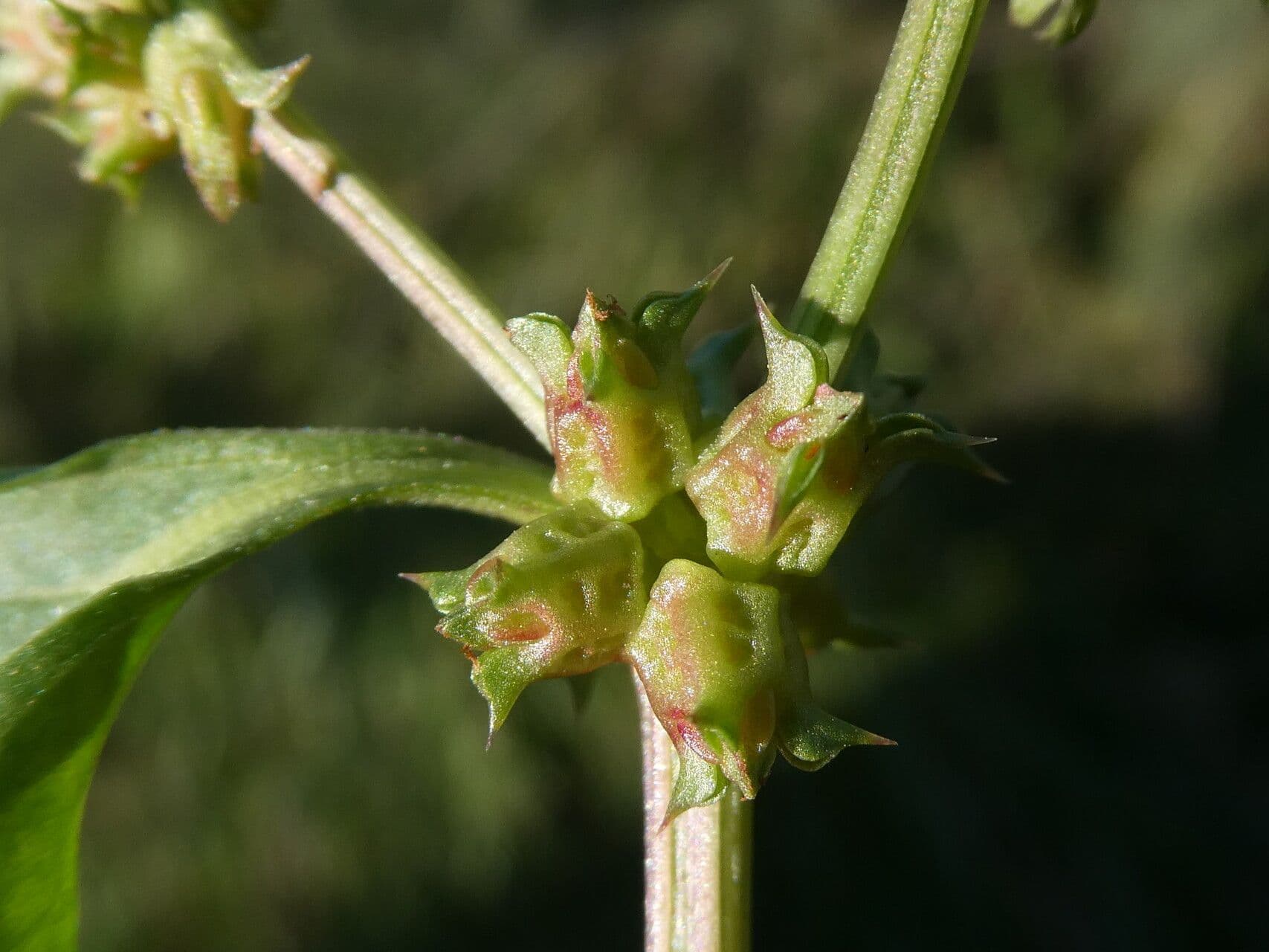 Abreojos 5