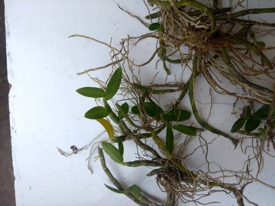 Orchidea colombina 12