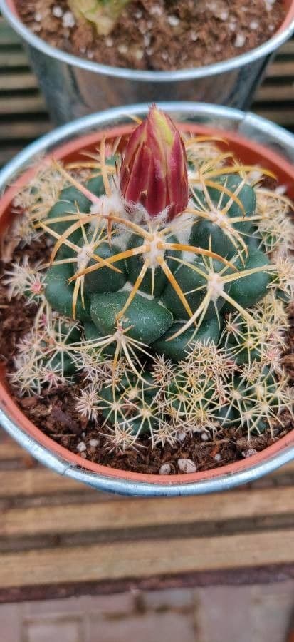 Elephant's tooth 16
