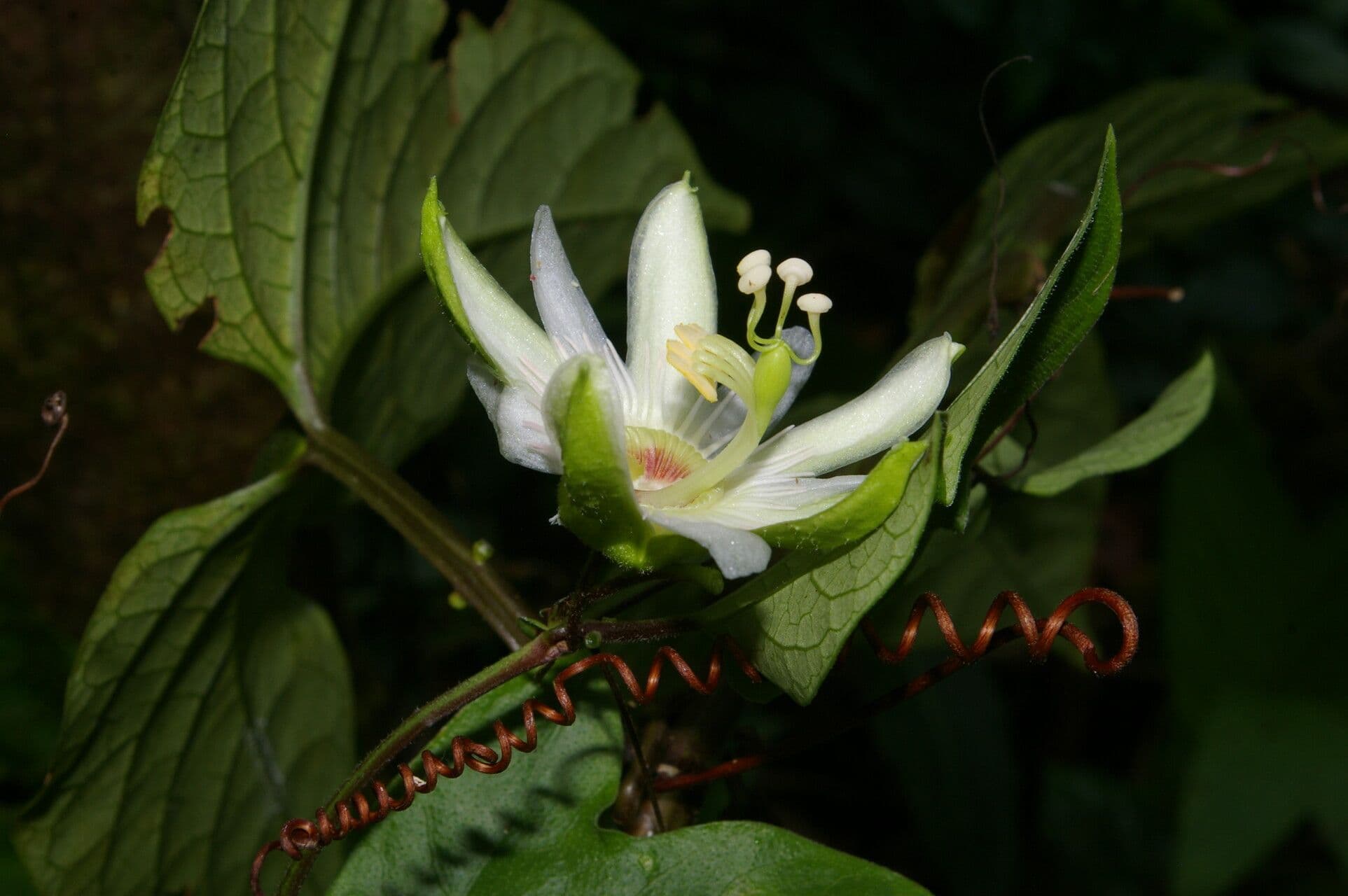 Passiflora 7