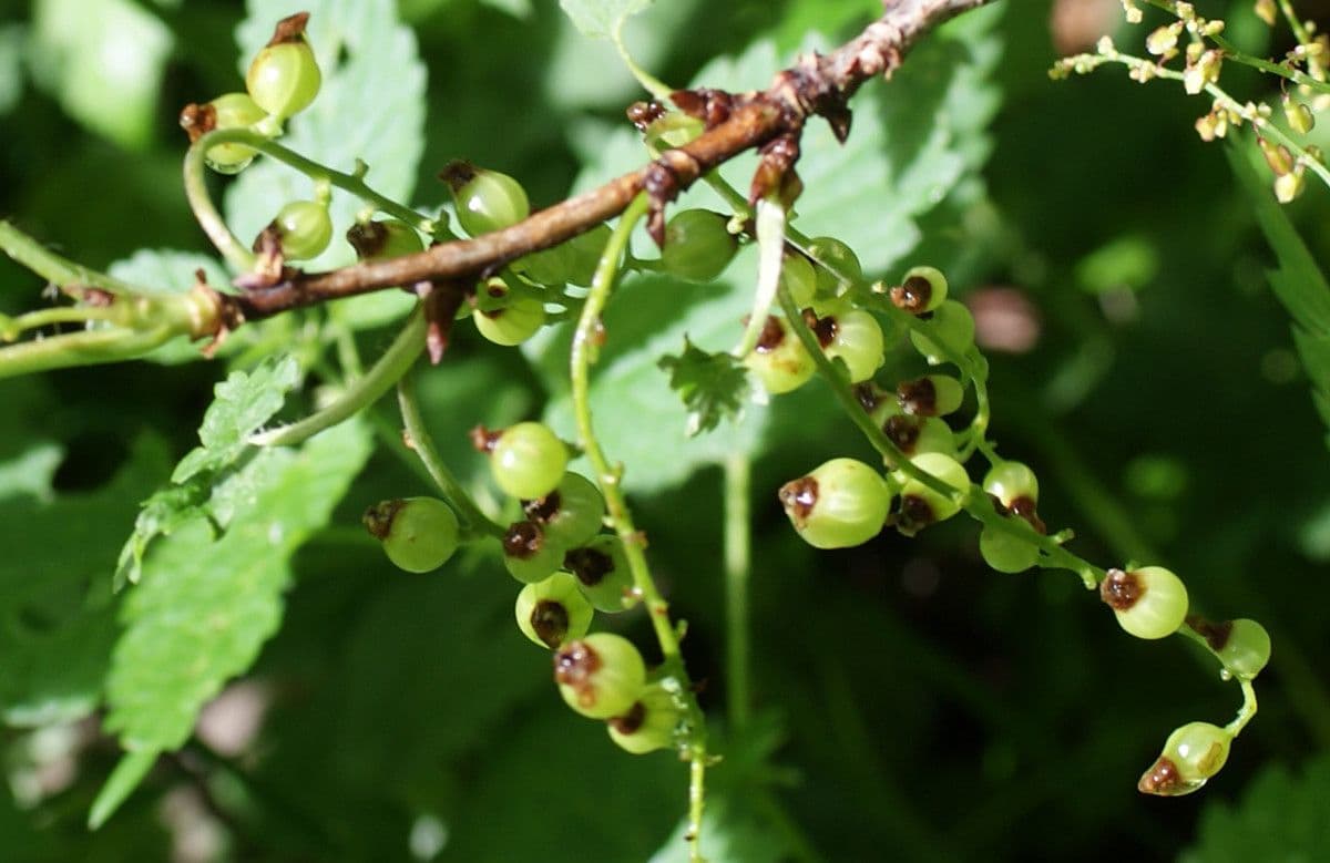 Ribes petraeum 25