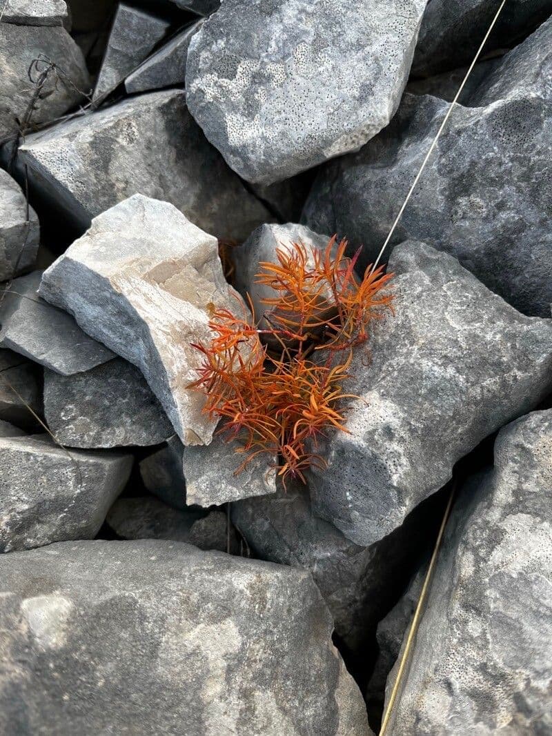Malwa 11