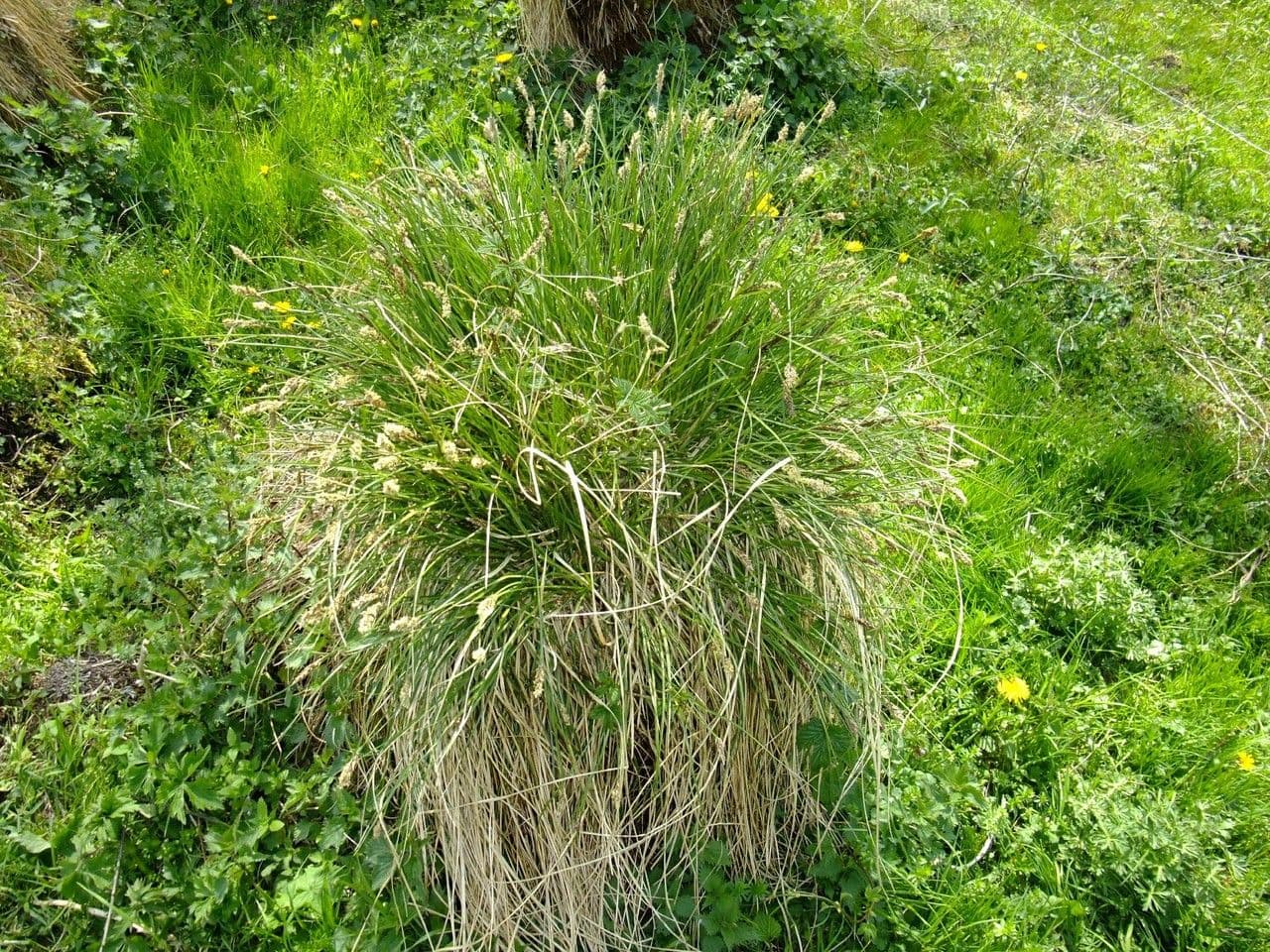 Laîche paniculée 11