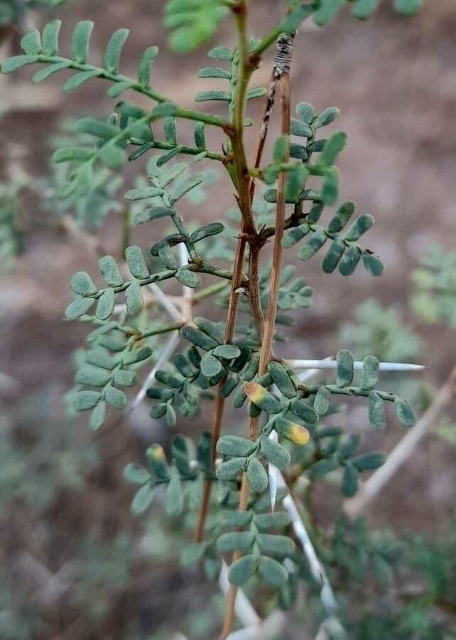 Kriechende Prosopis 11