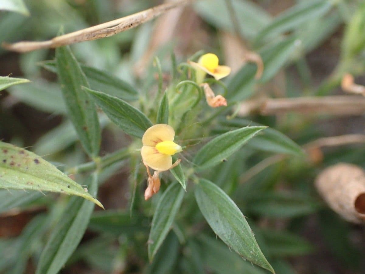 Strauchige Bleistiftblume 3