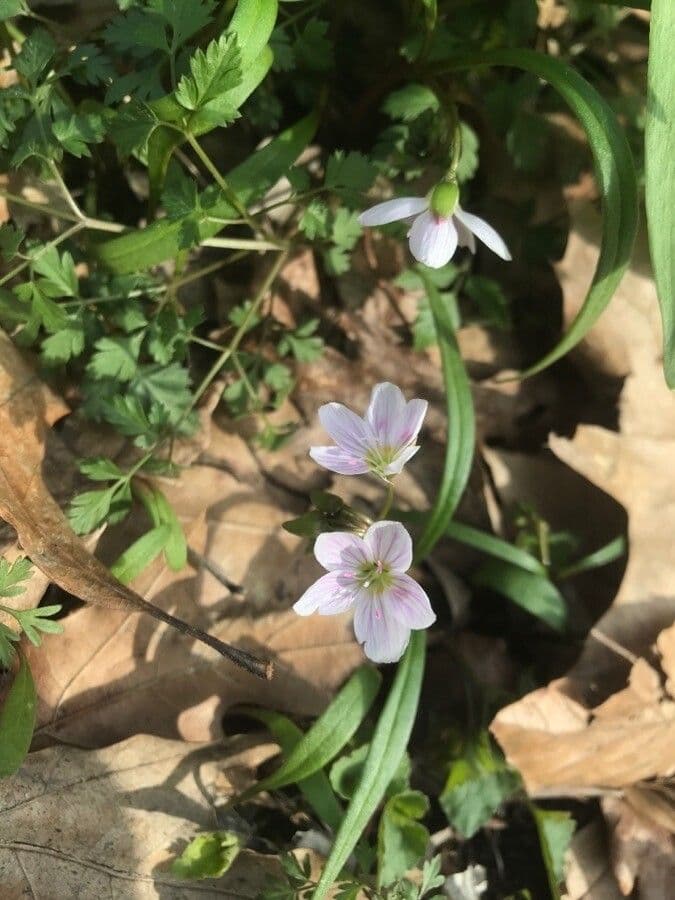 Cardamine di Nuttall 3