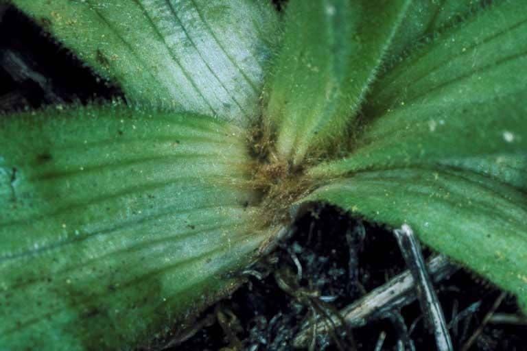 Arnica lucente 3