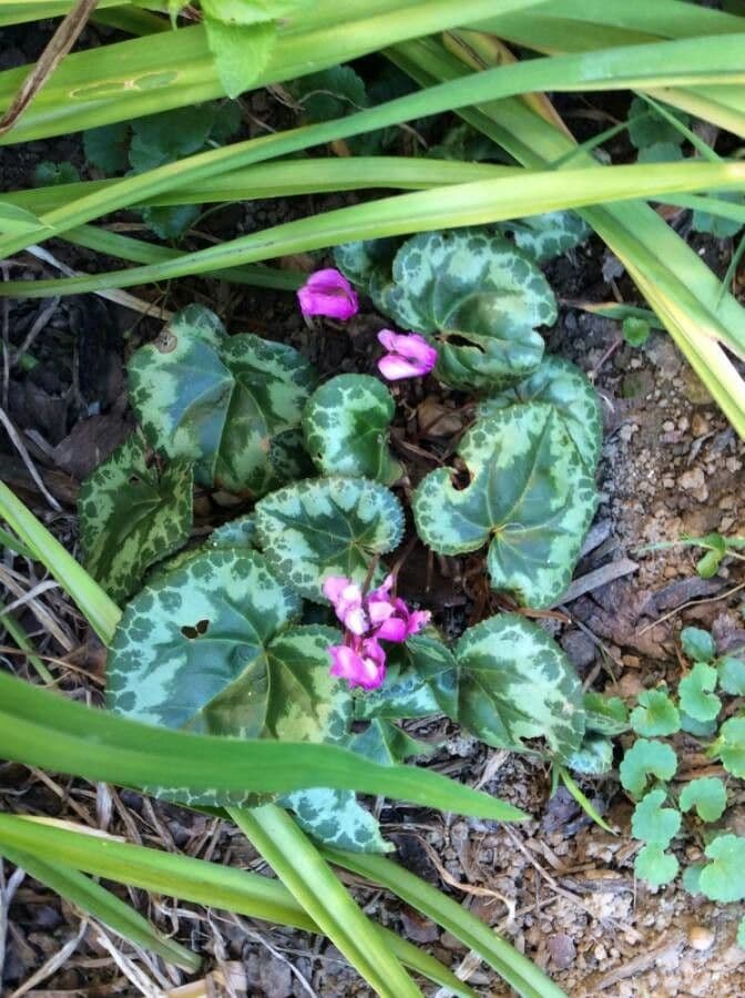 Cyclamen 17