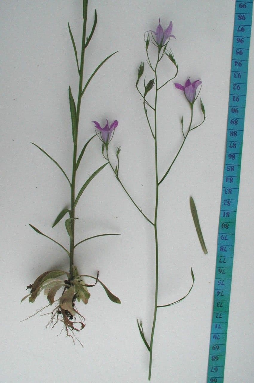 Campanula diffusa 27