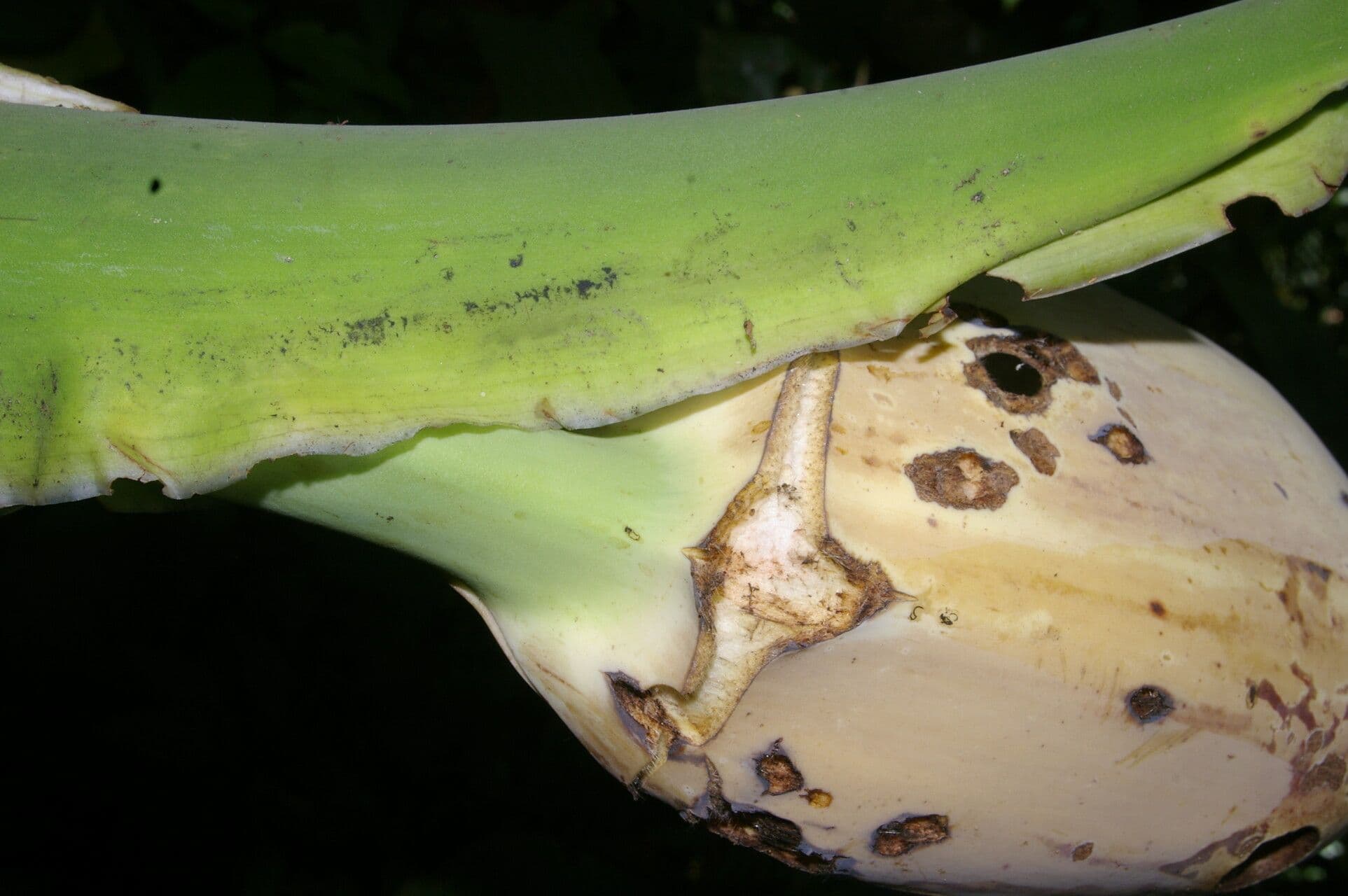 Monstera 13