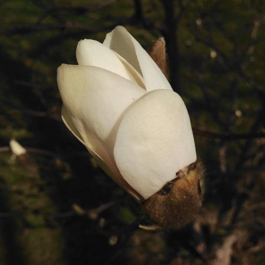 Magnolia denudata 8