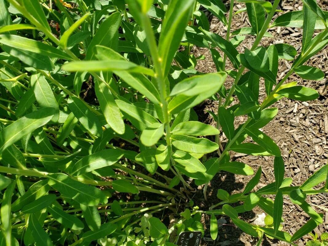 Euforbia corolla 15
