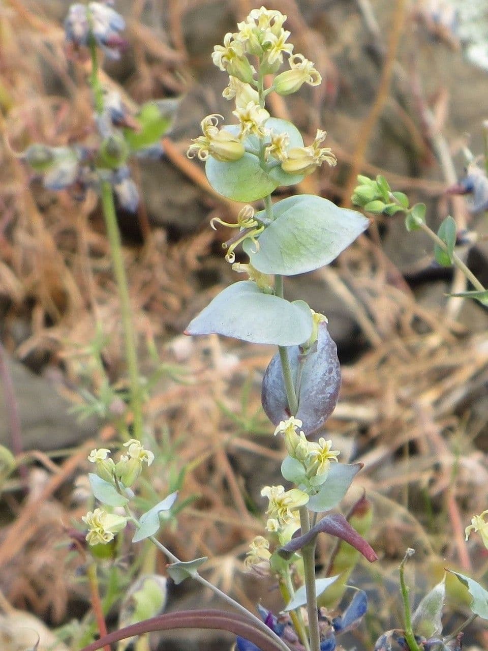 Streptanthus 3