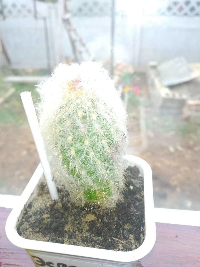 Espostoa 5