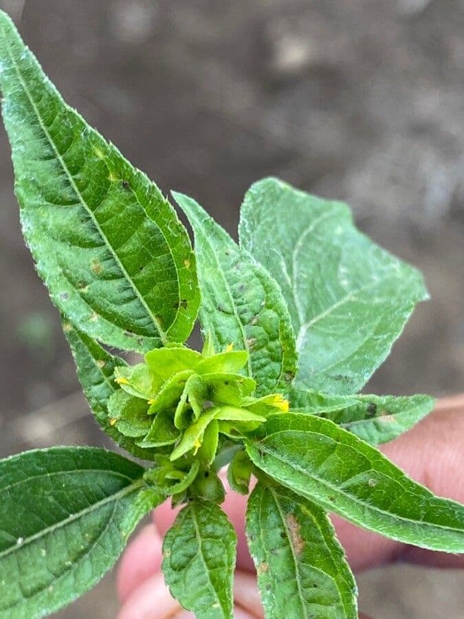 Delilia biflora 2