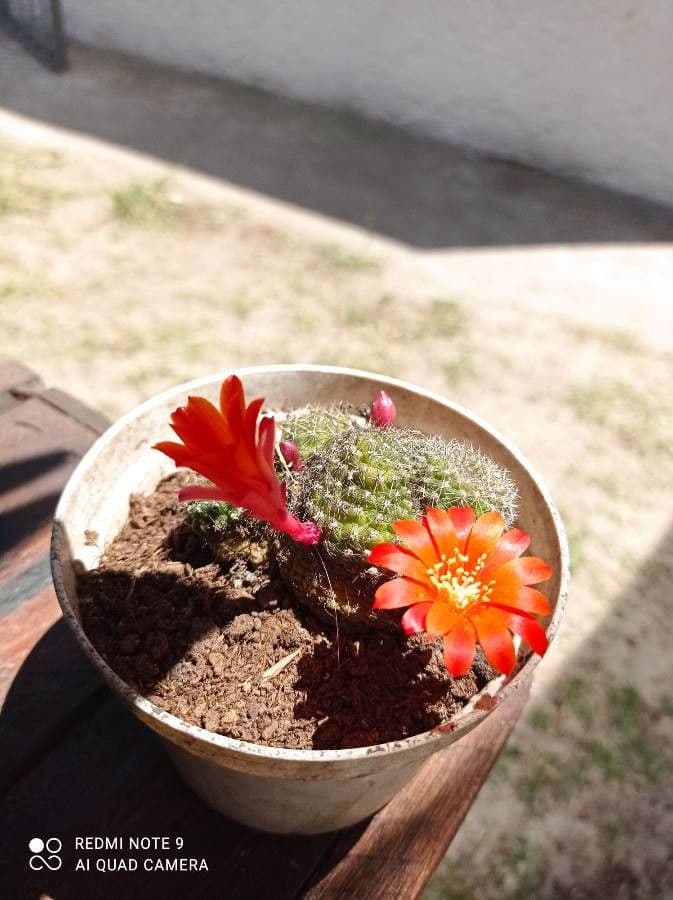 Cactus calice di rosa 13