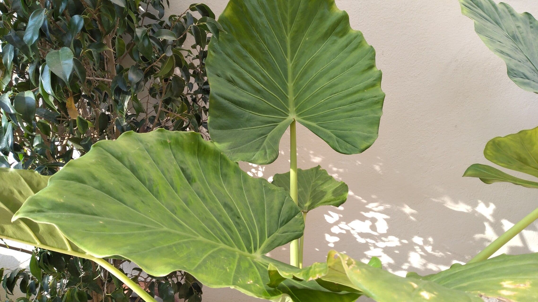 Brisbane Alokasie