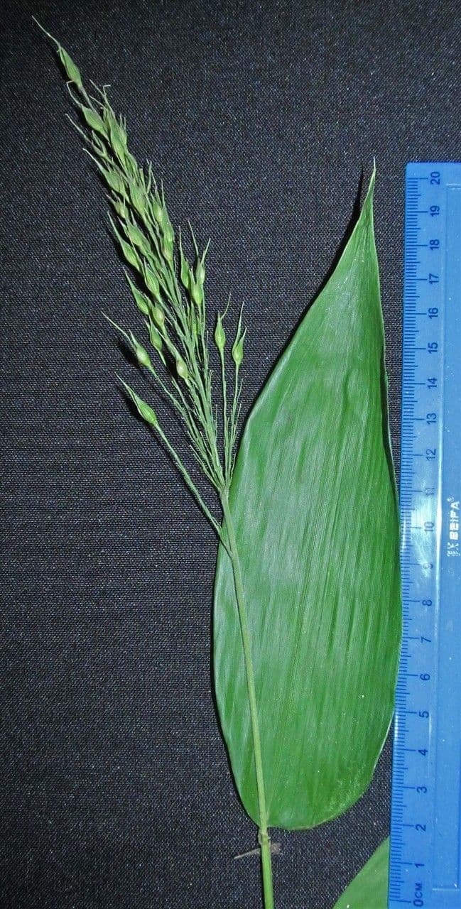 Olyra latifolia 20