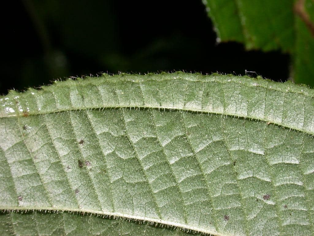 Miconia 9