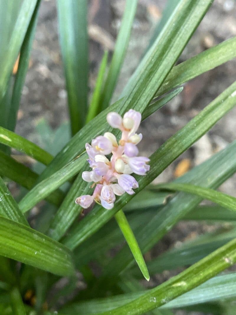 Liriope spicata 3