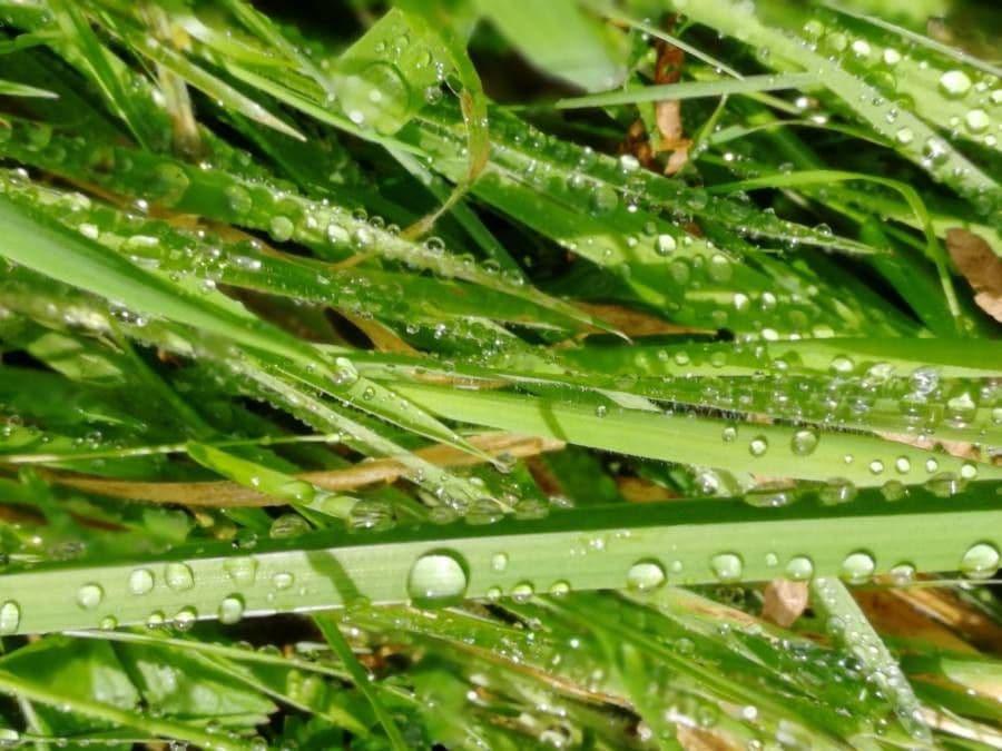 Phyllospadix scouleri 11
