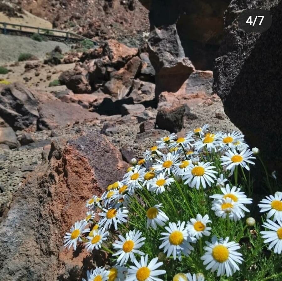Argyranthemum 4