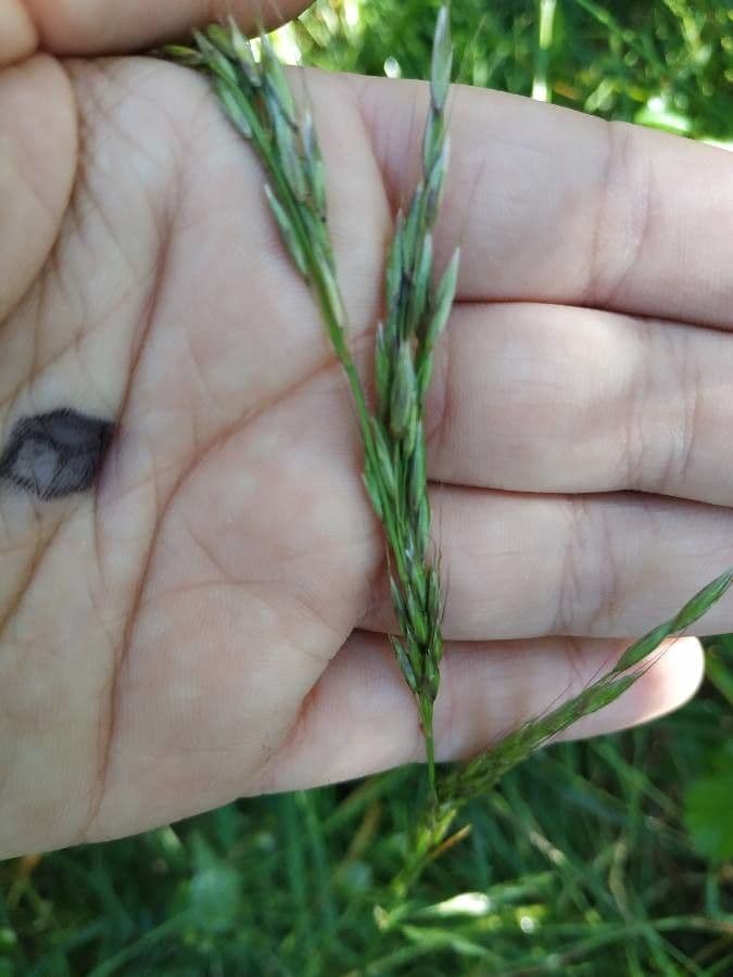 Tridens flavus 20