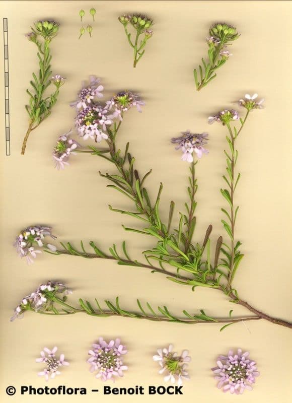 Iberis procumbens 27