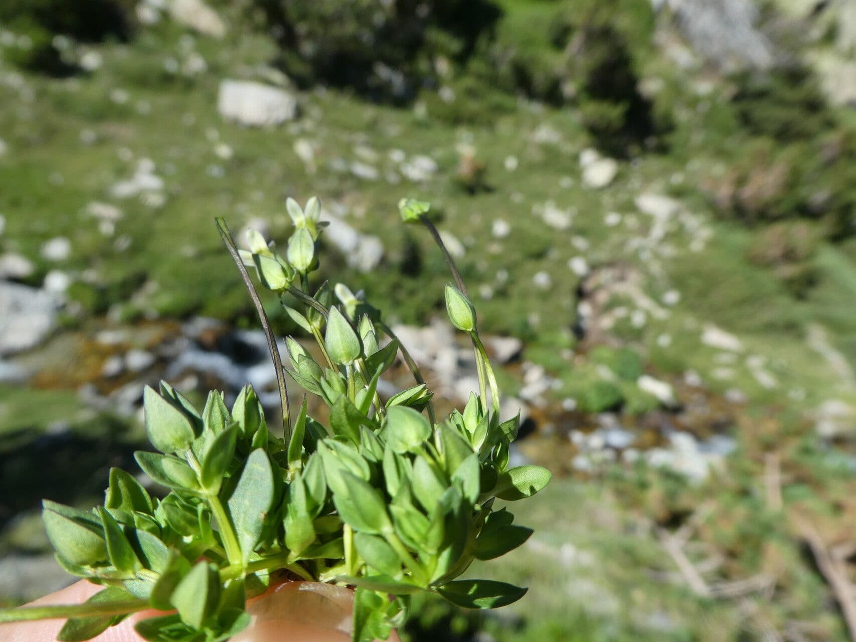 Comastoma tenellum 15