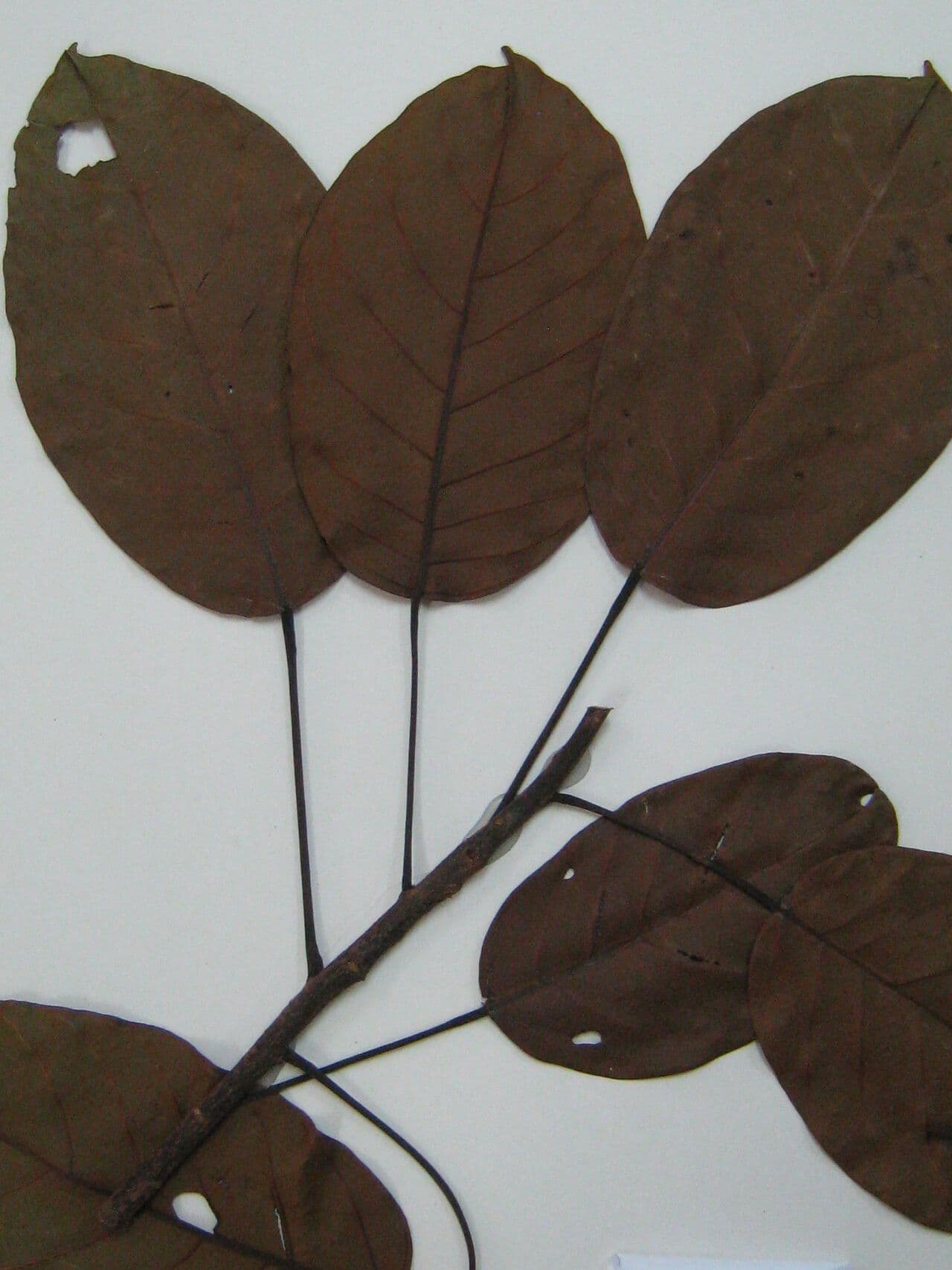 Huberodendron swietenioides 2
