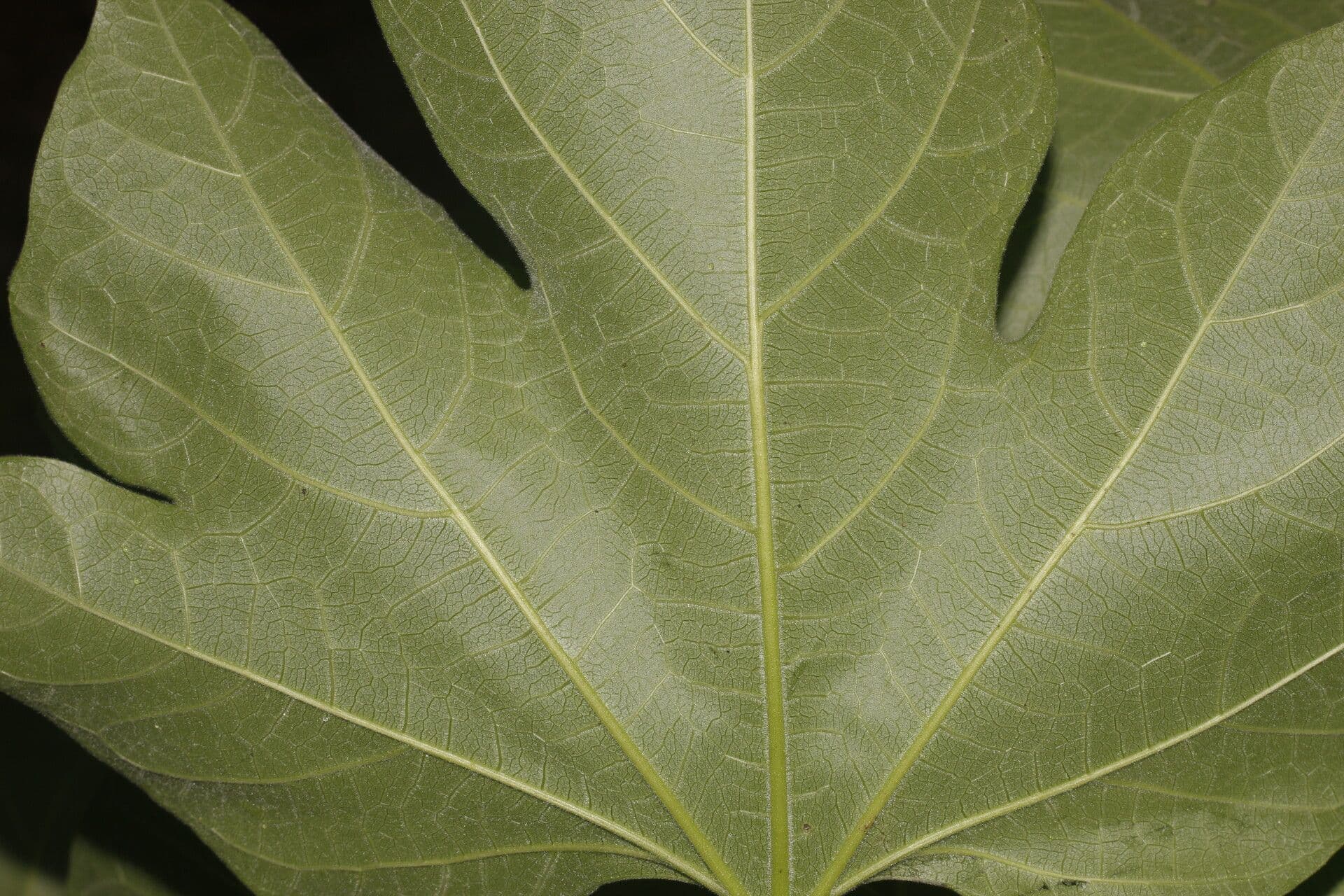 Gyrocarpus 7
