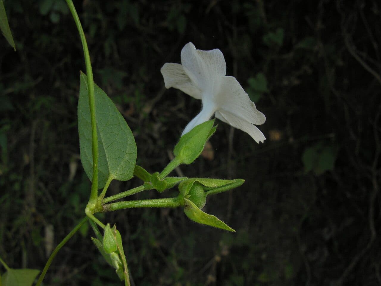 Thunbergia fragrante 7
