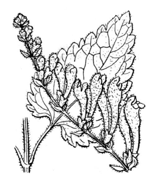 Tarczyca Columny 29
