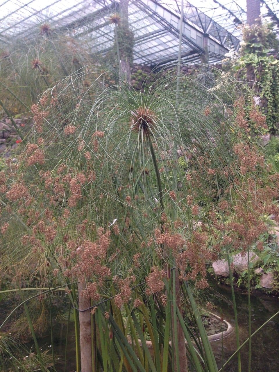 Papyrusstaude 3