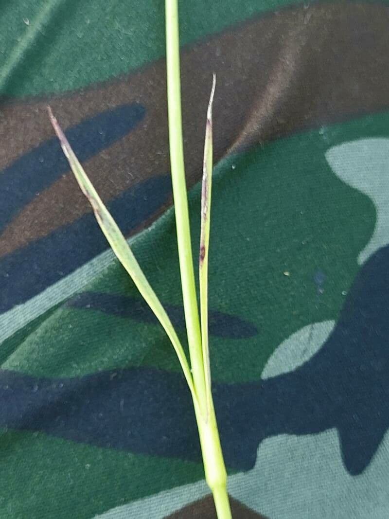 Garofano 6