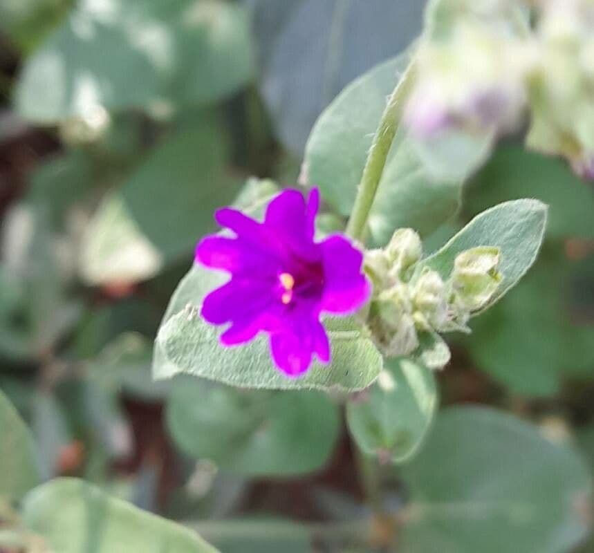 Mirabilis