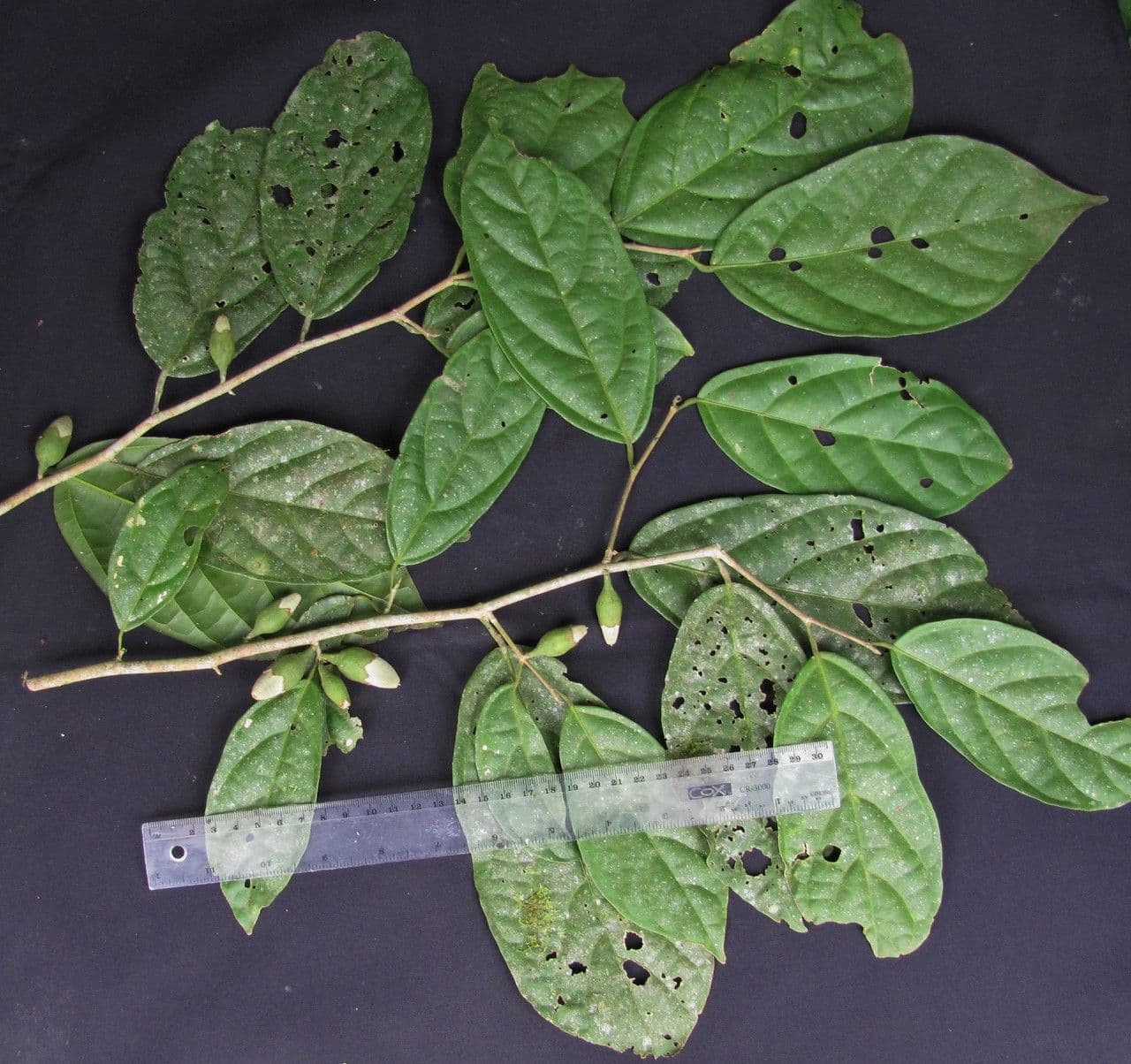Quararibea funebris 17