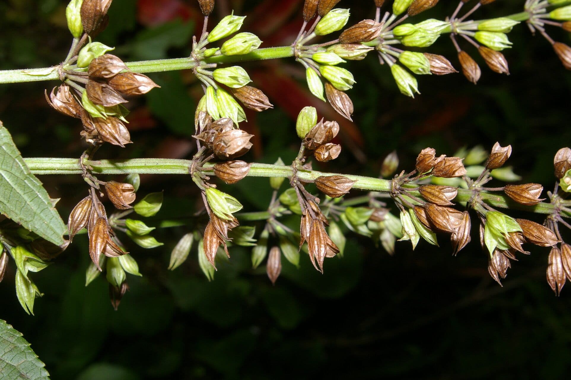Salvia 4