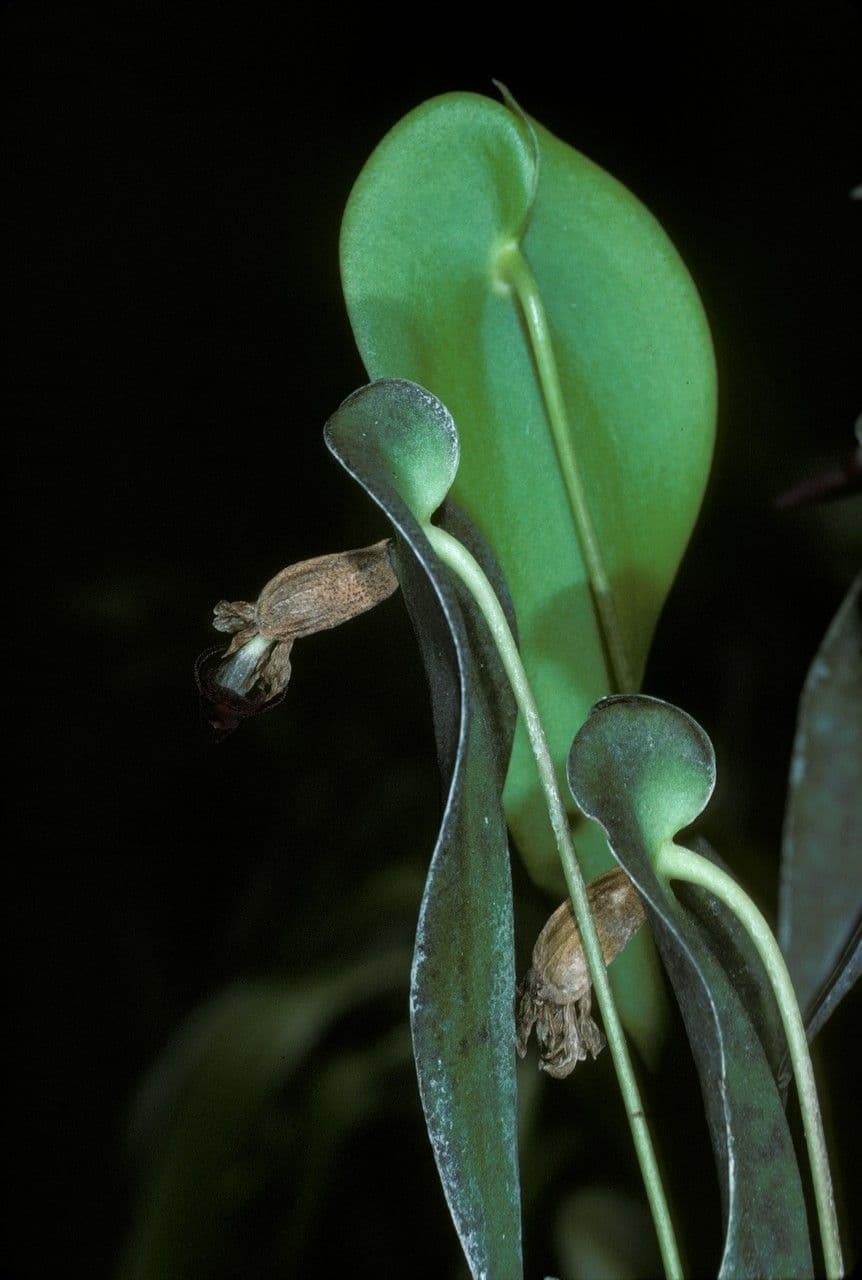 Pleurothallis 5