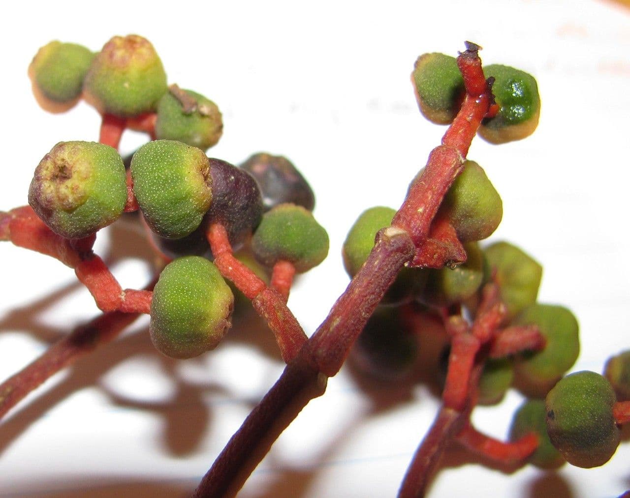 Miconia nutans