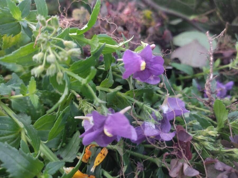 Mimulus ringens 5