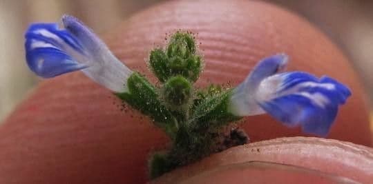 Salvia 2