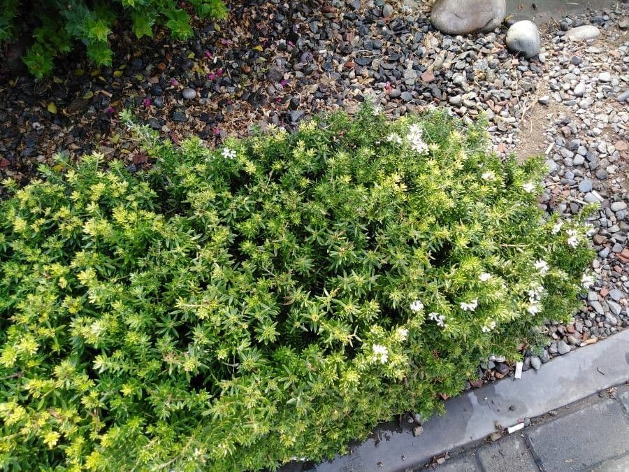 Westringia arbustiva 23