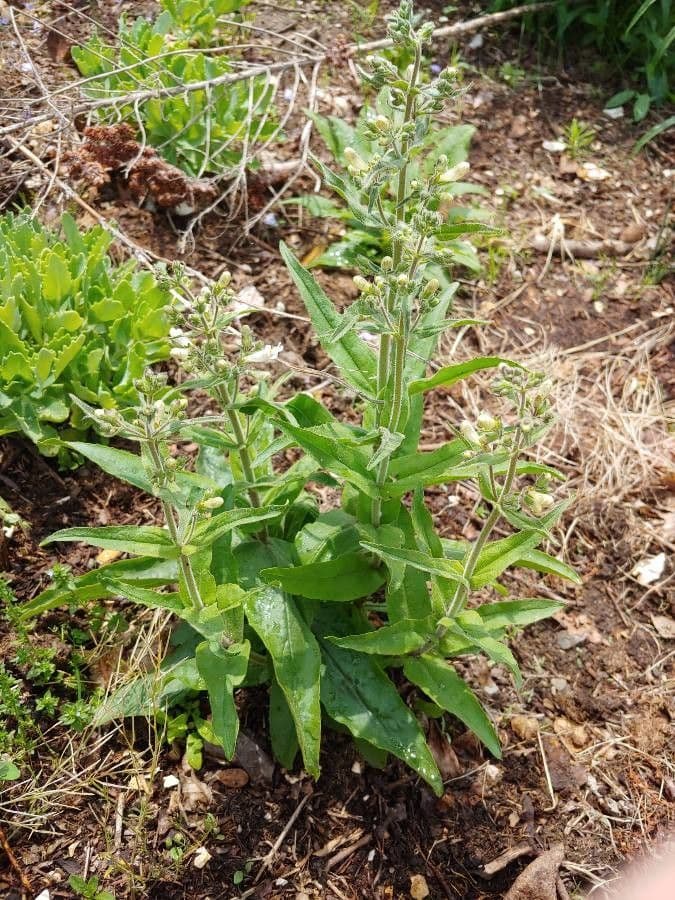 Penstemon pallidus 6