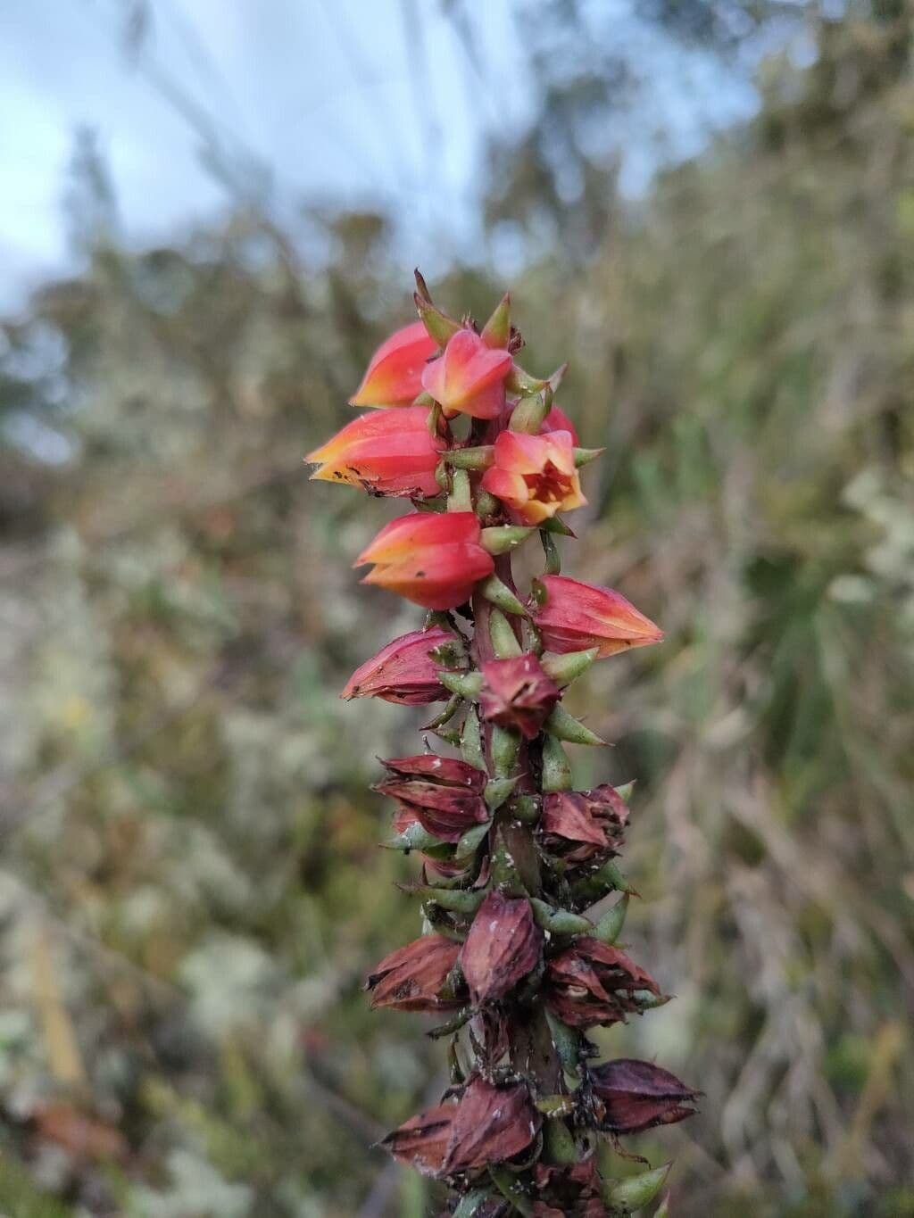Echeveria 2