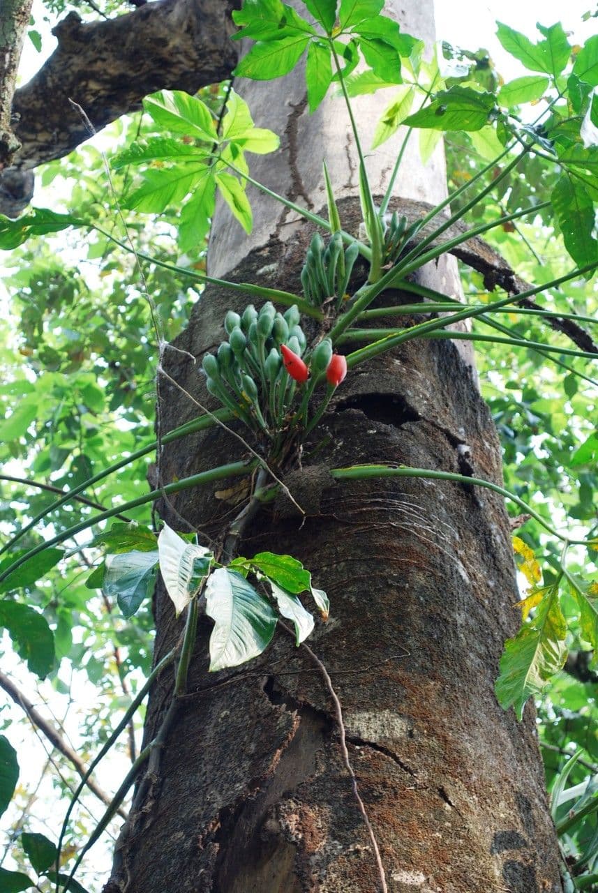 Syngonium 4