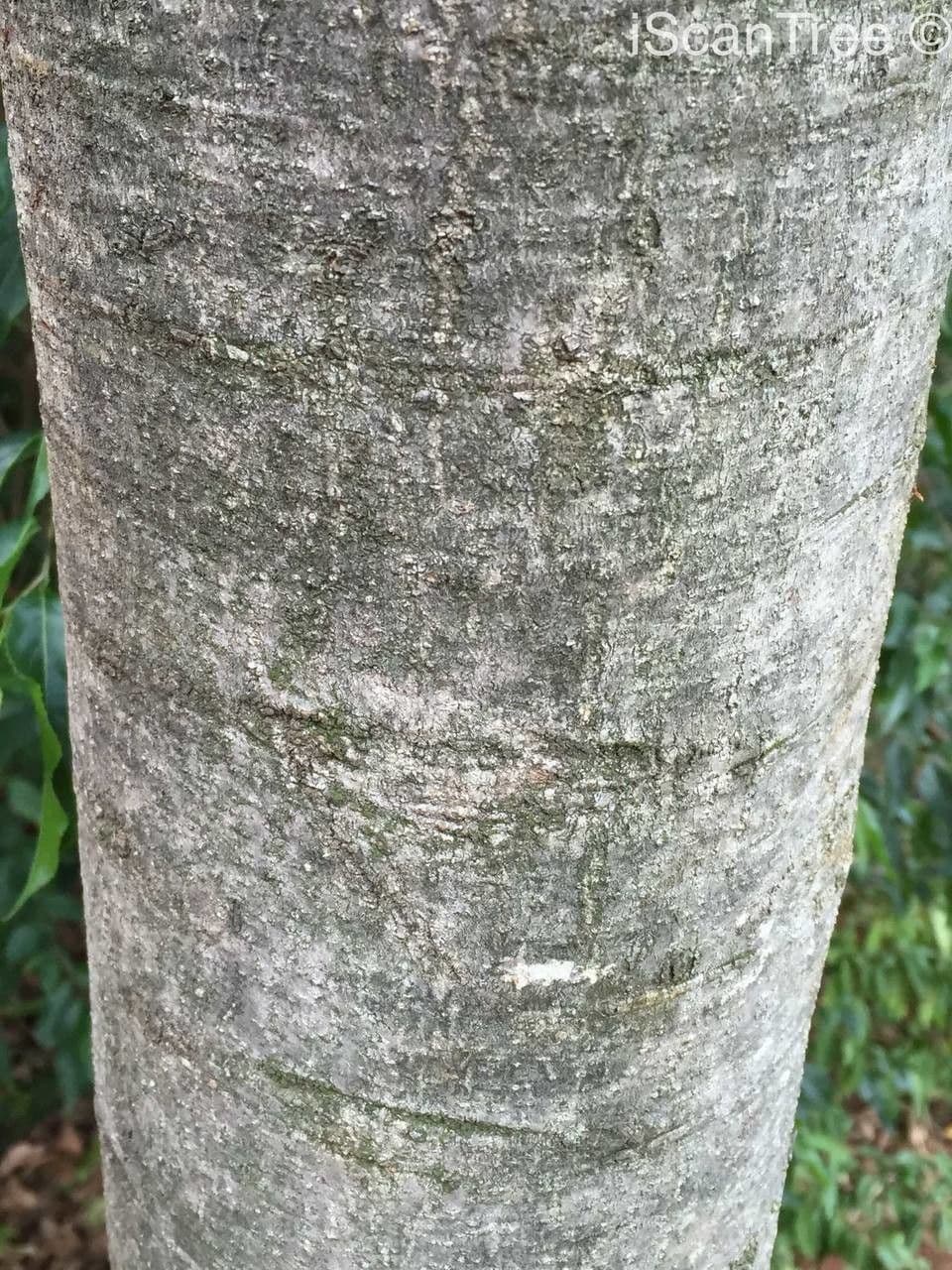 Zahnbusch 10