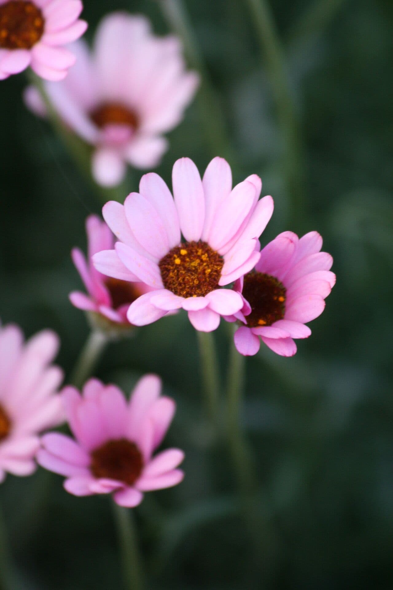 Rhodanthemum