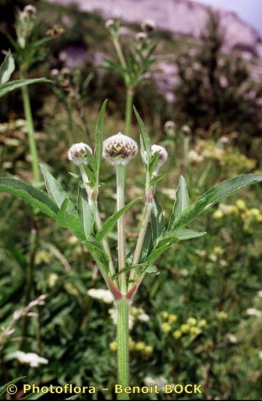Cephalaria alpina 23