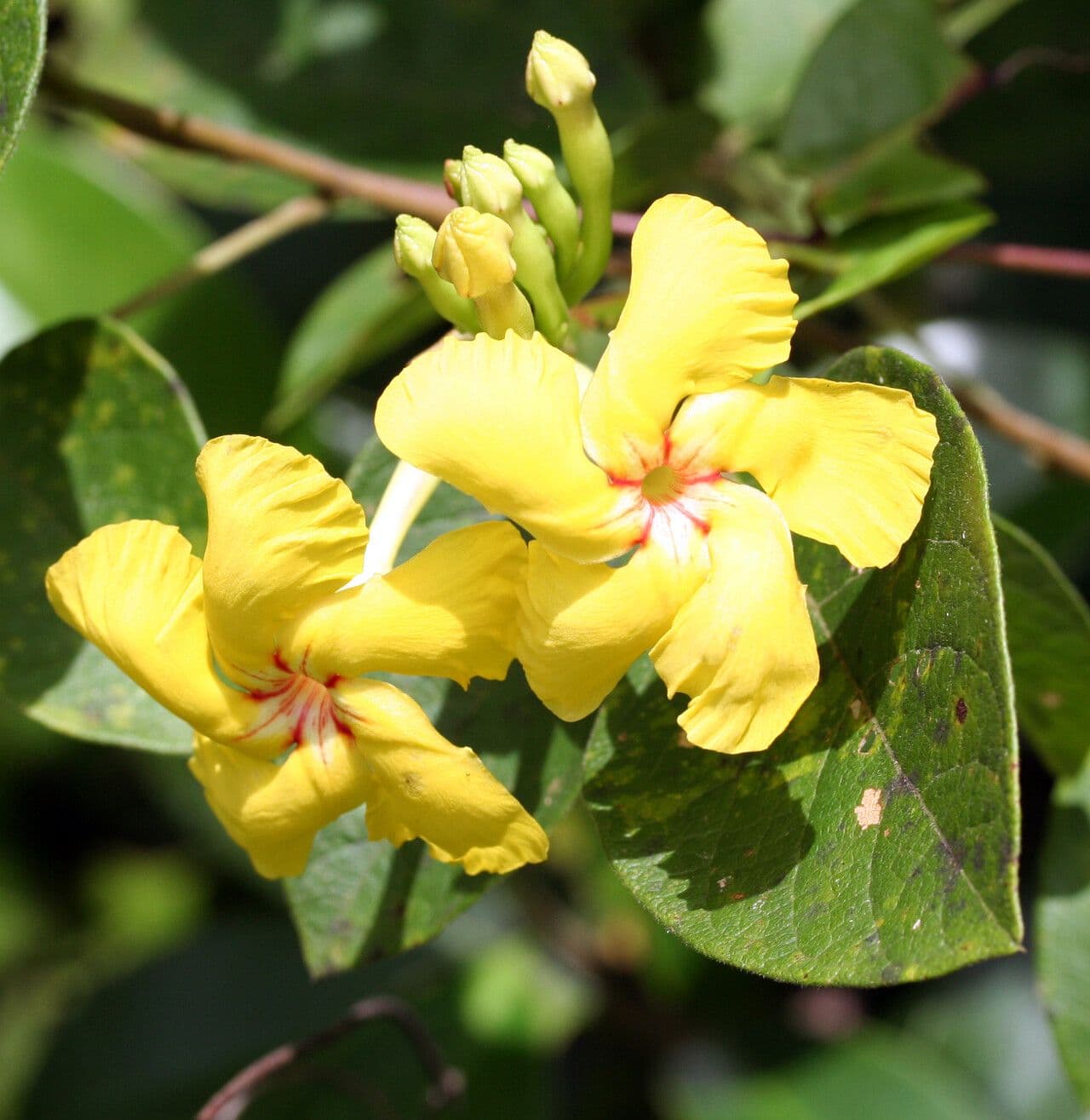 Mandevilla